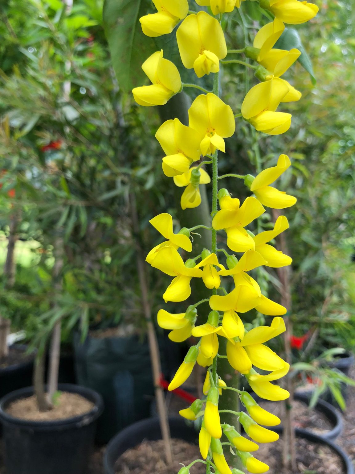 Laburnum X Waterei Vossi Golden Chain Tree Blerick Tree Farm