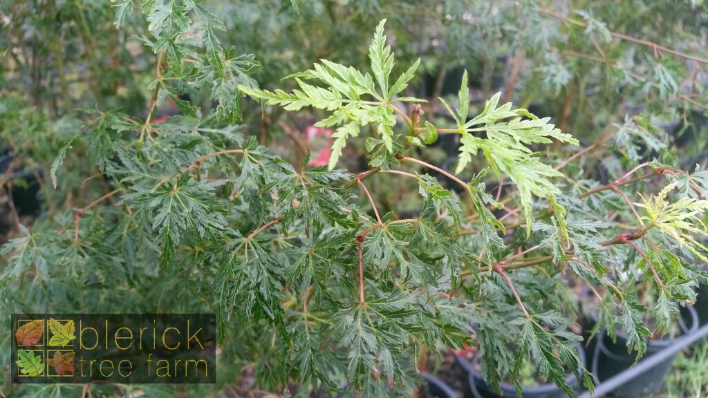 Acer Palmatum Dissectum Seiryu Blerick Tree Farm