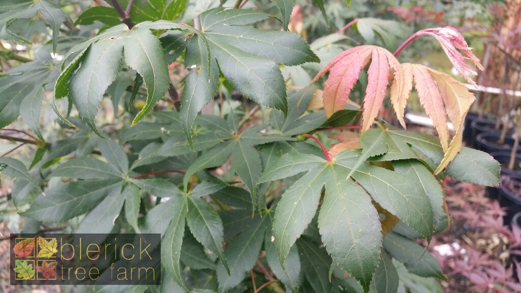 Acer Palmatum Osakazuki Blerick Tree Farm