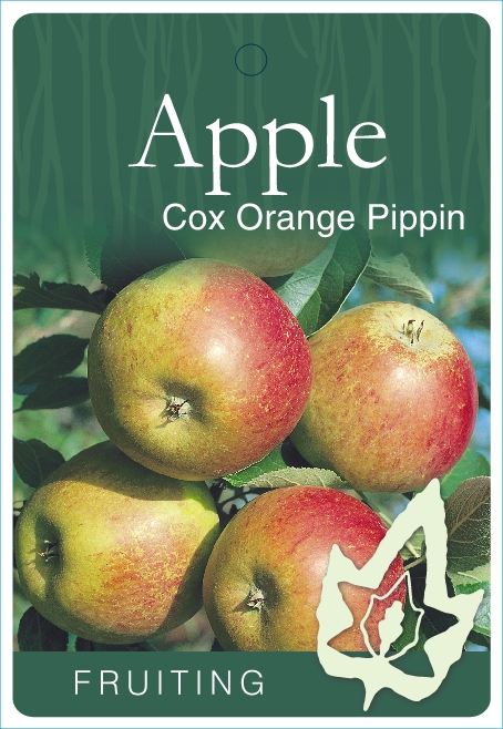 Apple Cox Orange Pippin Blerick Tree Farm