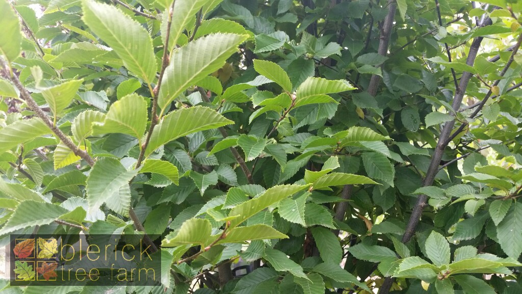 Upright Hornbeam | Carpinus betulus fastigiata | Blerick Tree Farm