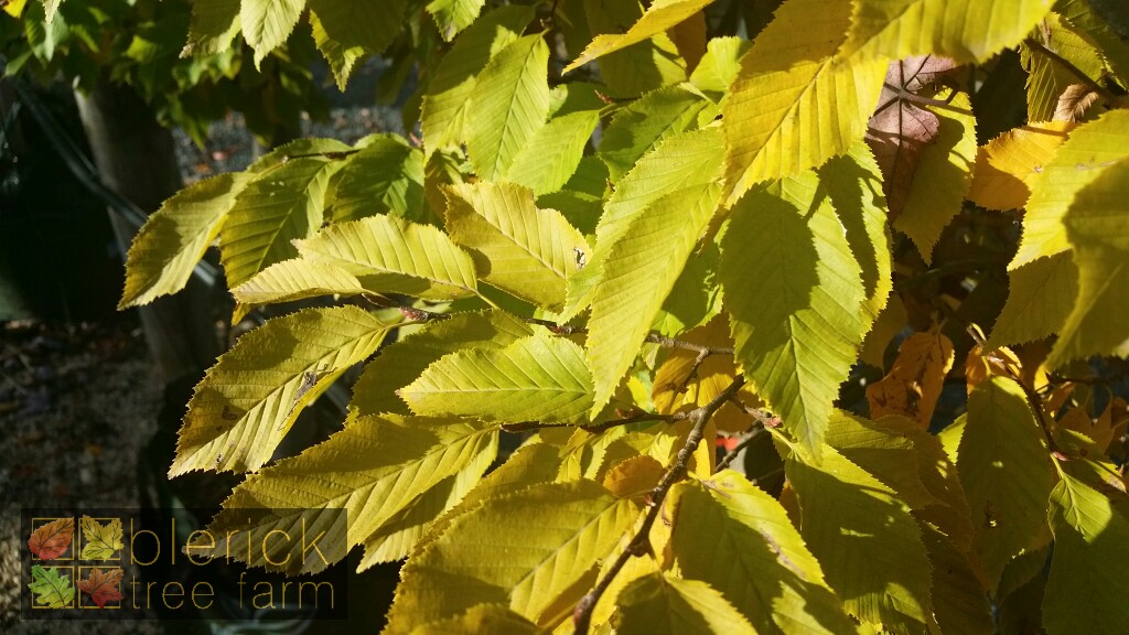 Upright Hornbeam | Carpinus betulus fastigiata | Blerick Tree Farm