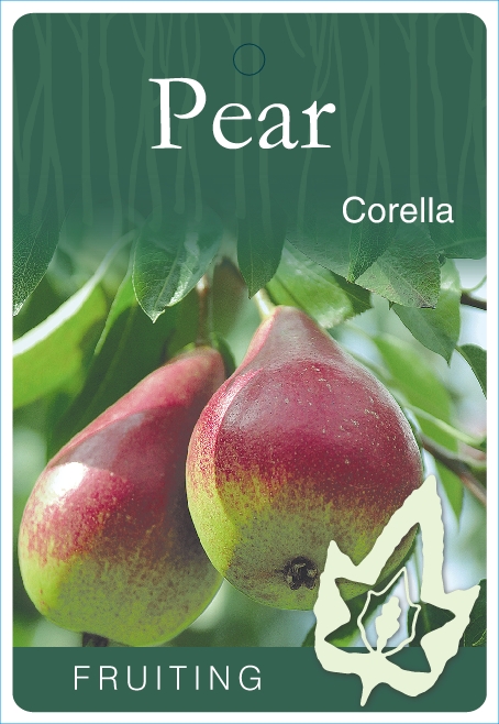 Pear Corella Blerick Tree Farm 
