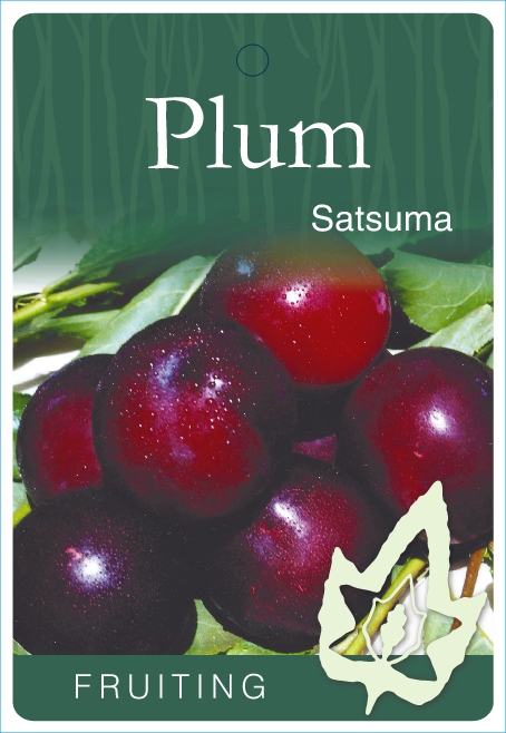 Plum Satsuma Blerick Tree Farm