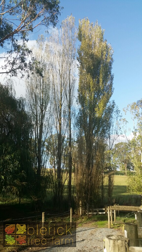 Populus nigra italica - Lombardy Poplar - Blerick Tree Farm