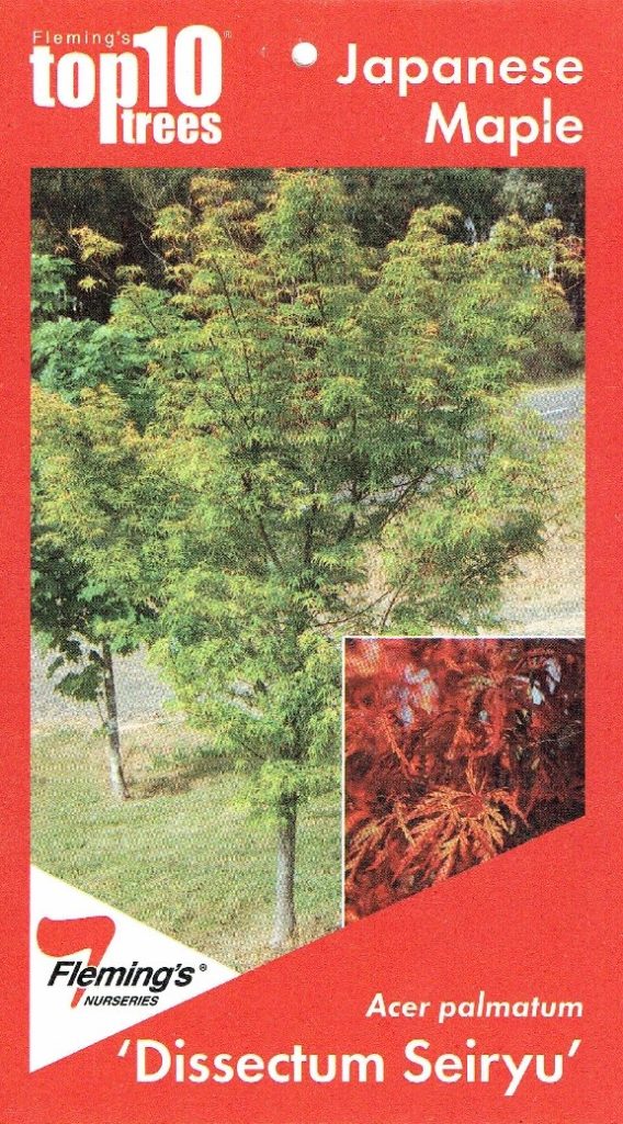 Acer Palmatum Dissectum Seiryu Blerick Tree Farm