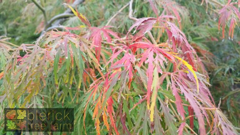 Acer Palmatum Dissectum Viridis Blerick Tree Farm