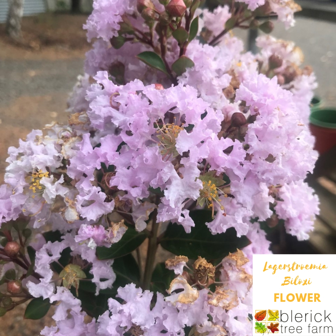 Lagerstroemia indica x faurei - Biloxi - Blerick Tree Farm