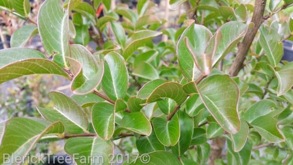 Lagerstroemia Indica X Fauriei Zuni Crepe Myrtle Blerick Tree Farm