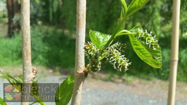 hicks mulberry tree