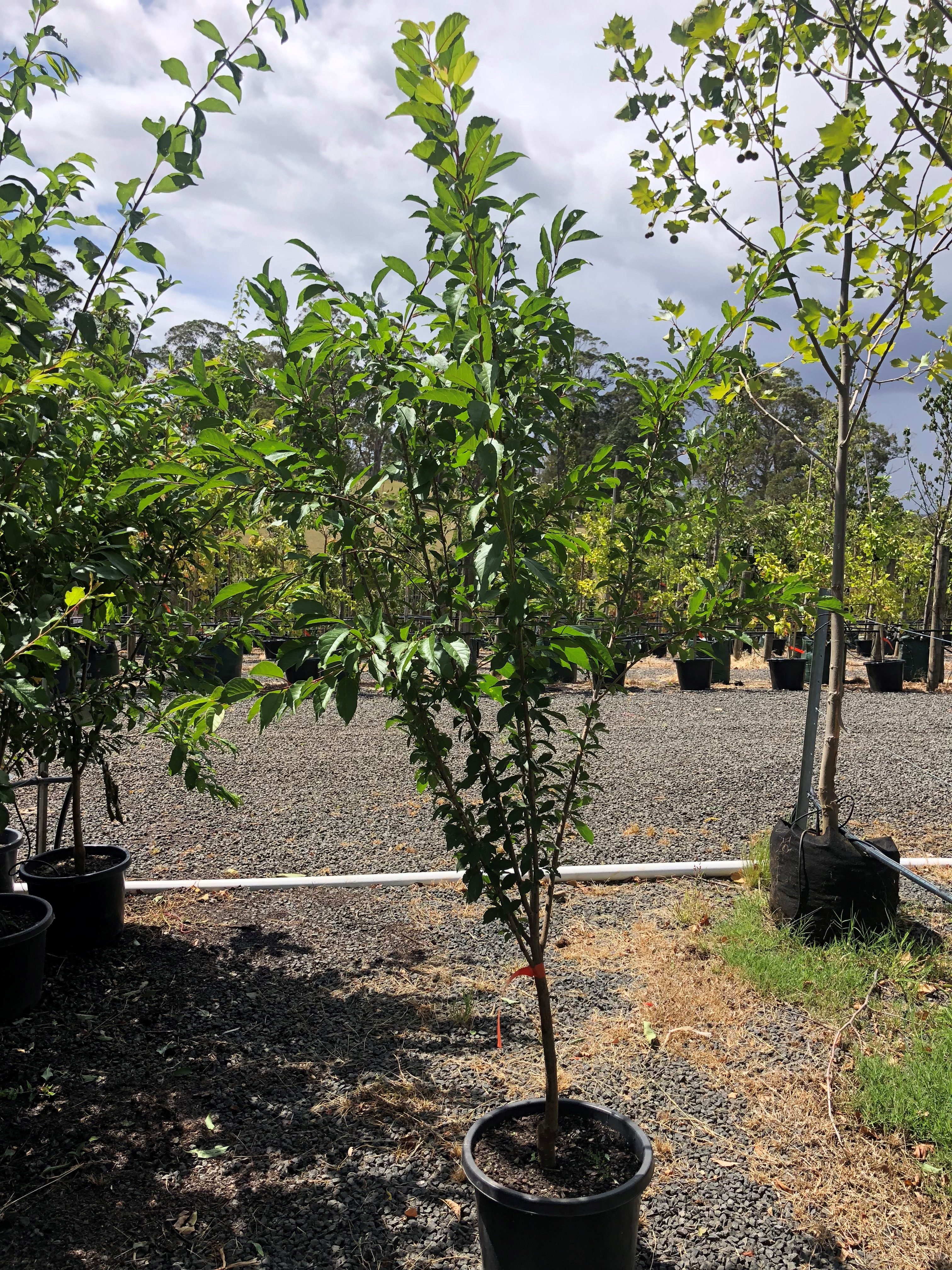 Prunus Elvins - White & Pink Flowering Plum - Blerick Tree ...