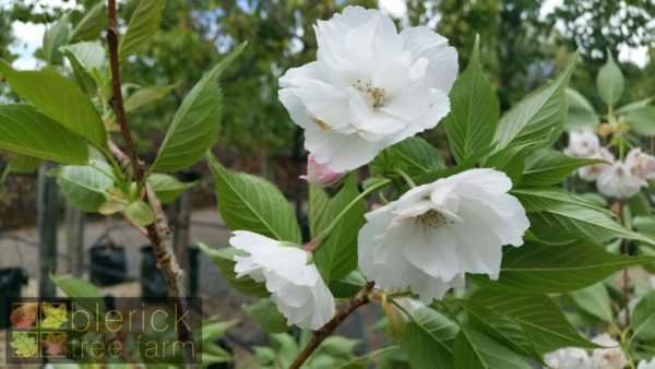 Mt Fuji flowering cherry | Prunus shirotae | Blerick Tree Farm