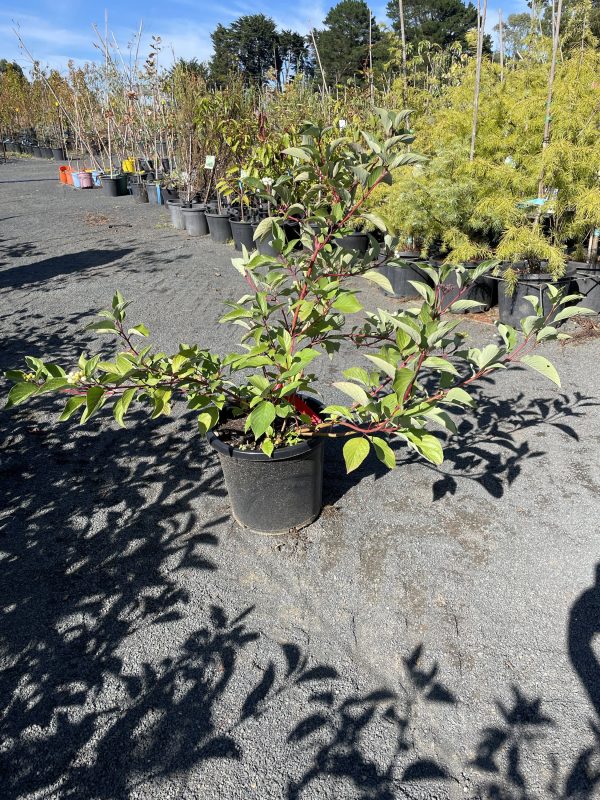 Cornus serica f. baileyi - Red Twig Dogwood