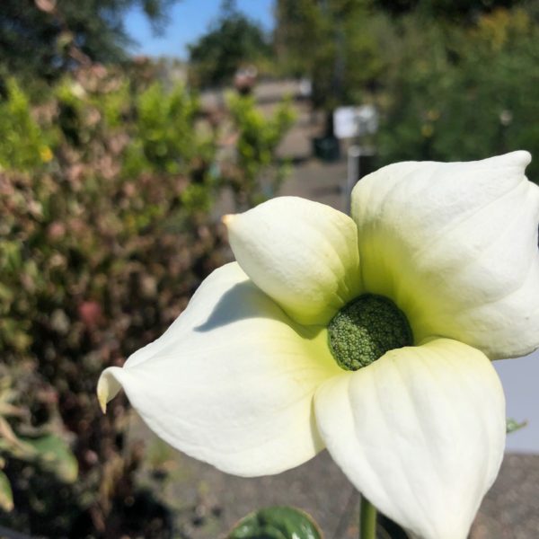 Cornus nuttallii - Pacific Dogwood - Image 2