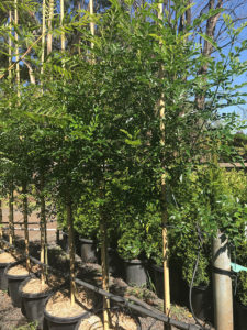 fraxinus evergreen griffithii blericktreefarm