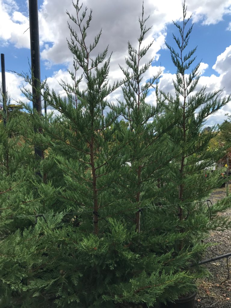 Cupressus leylandii 'Leighton Green' Blerick Tree Farm