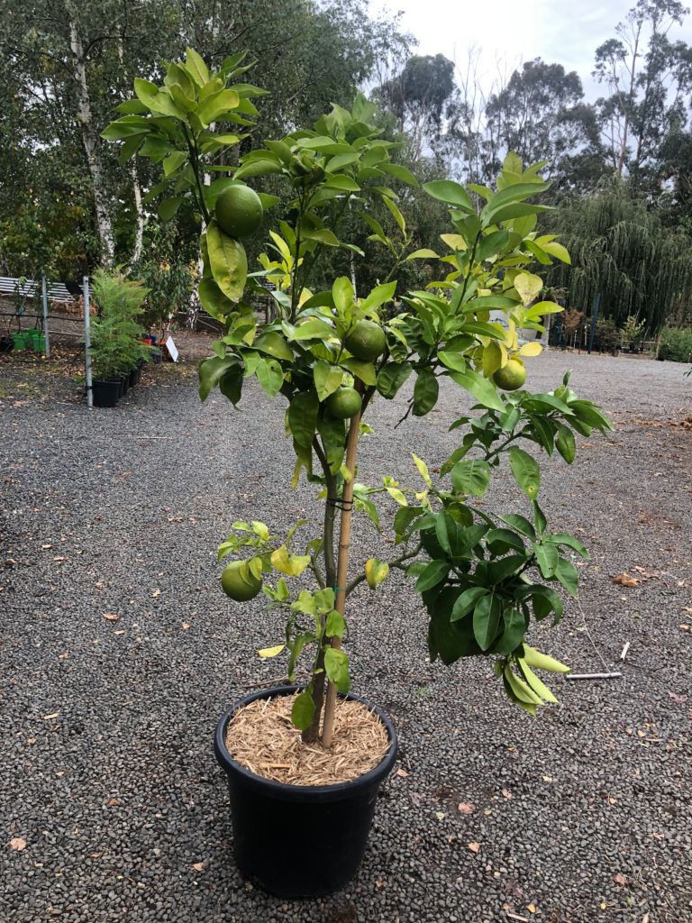 dwarf ruby red grapefruit tree for sale