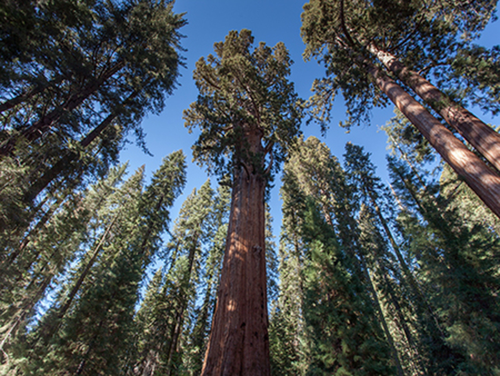 Sequoiadendron giganteum - Blerick Tree Farm