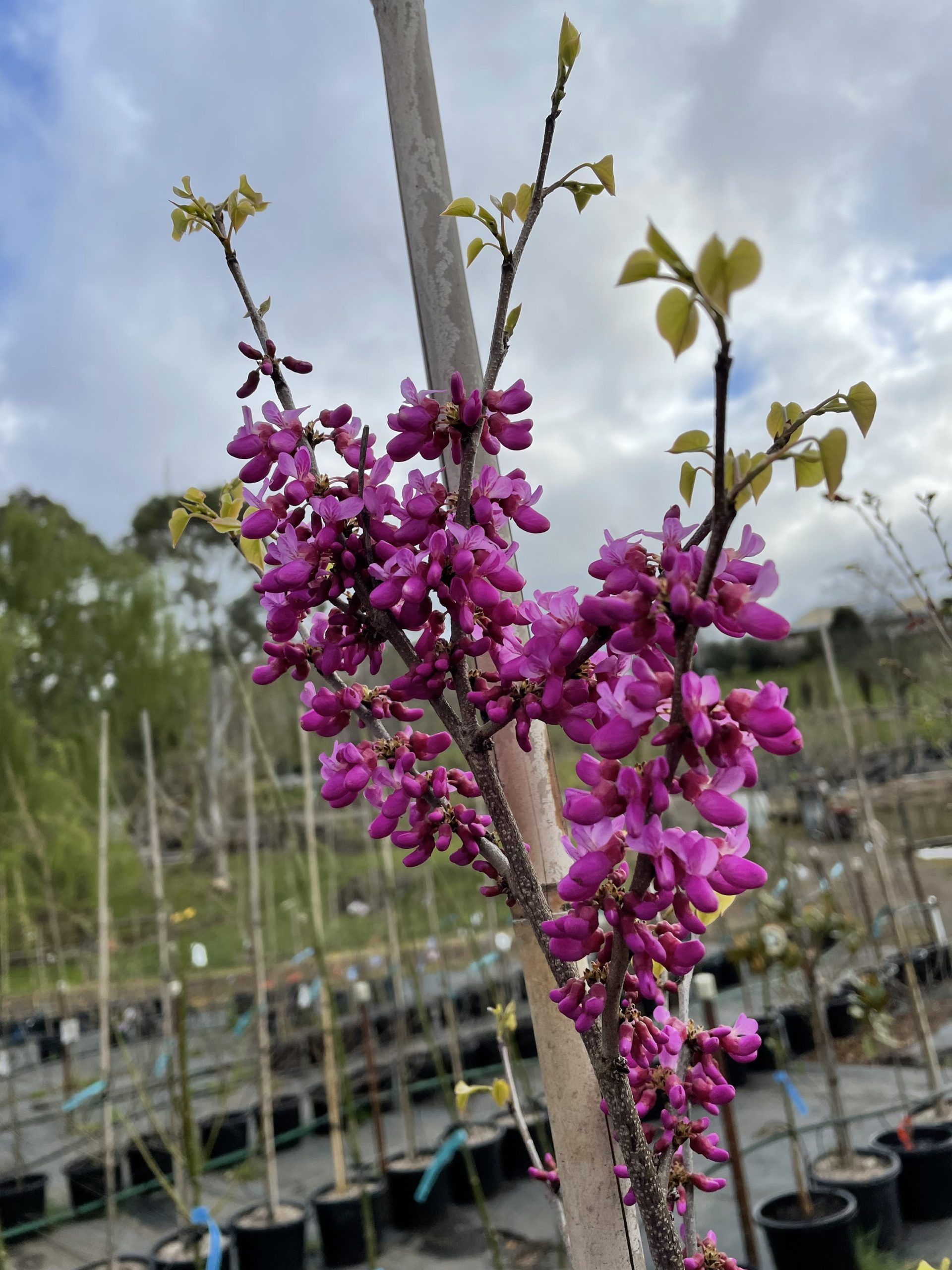 Cercis canadensis - Redbud - Blerick Tree Farm