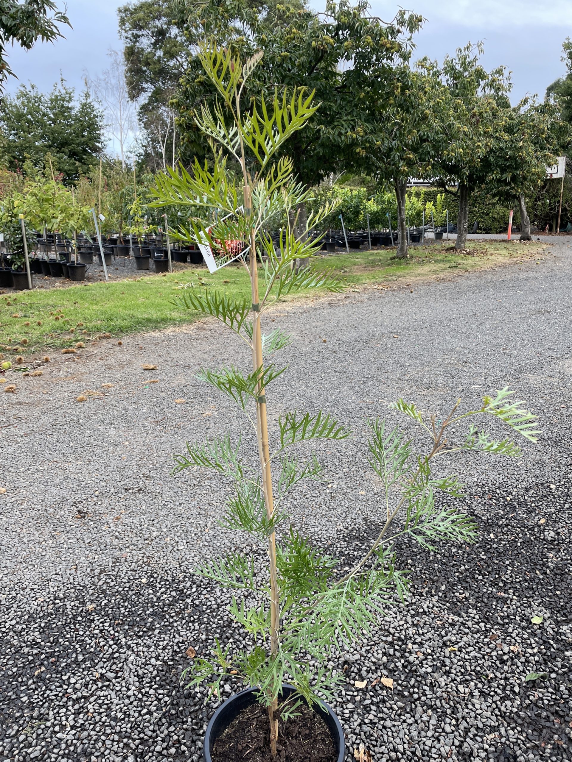 Grevillea 'Superb' - Blerick Tree Farm