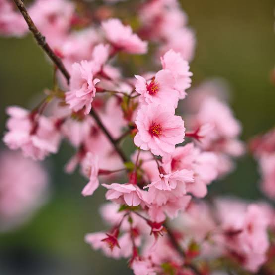 Prunus x incam 'JFS-KW14' First Blush - Blerick Tree Farm