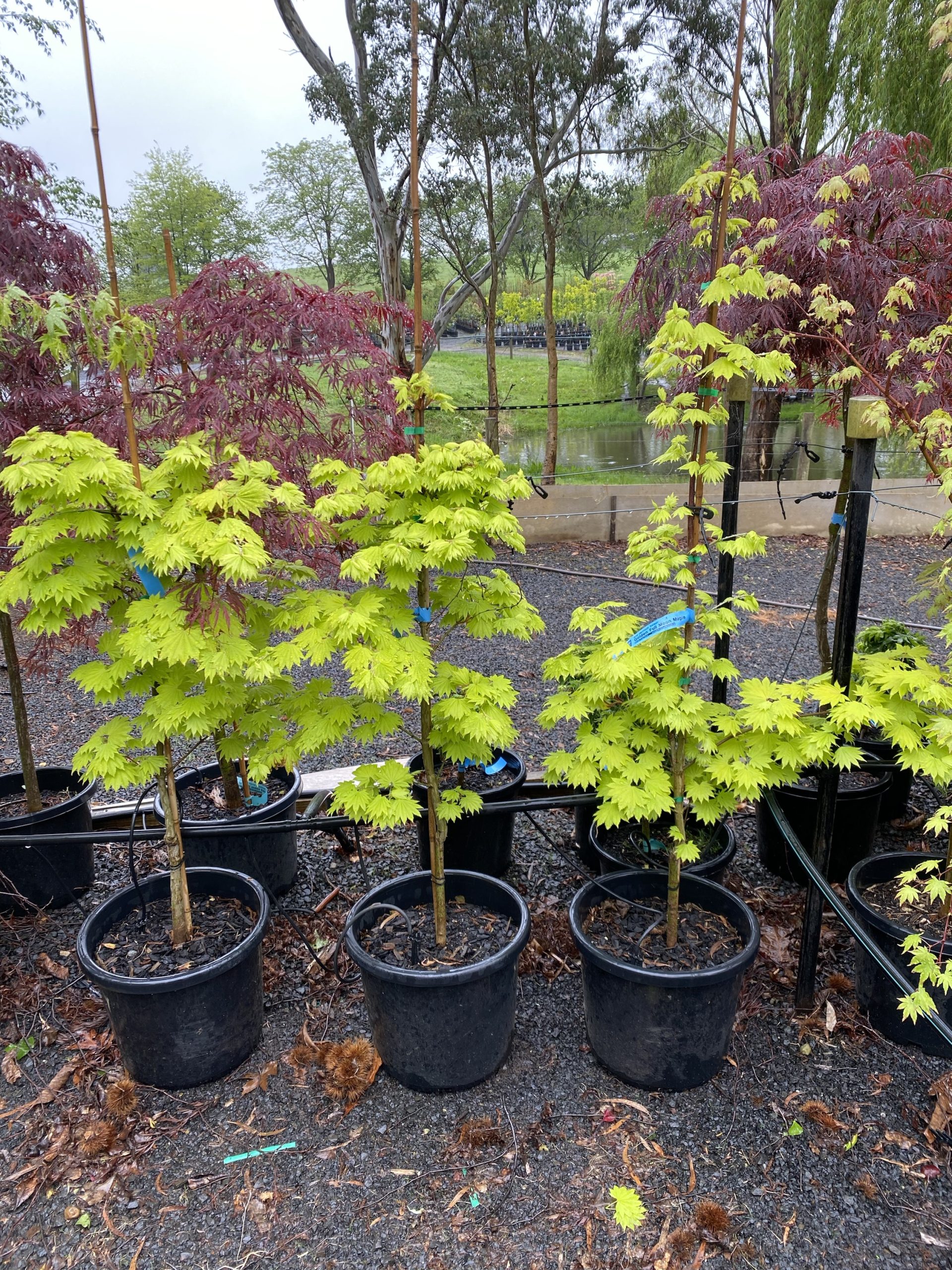 Acer japonicum aureum - Golden Full Moon Maple - Blerick Tree Farm