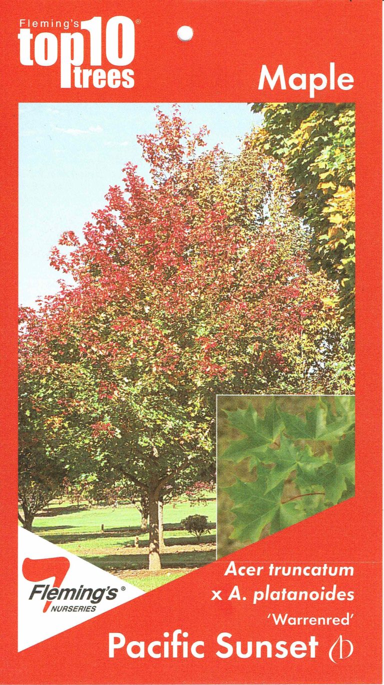 Acer truncatum x Acer platanoides 'Warrenred' Pacific Sunset - Blerick ...