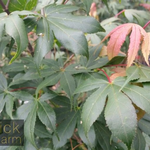 Shade Tree Archives Blerick Tree Farm