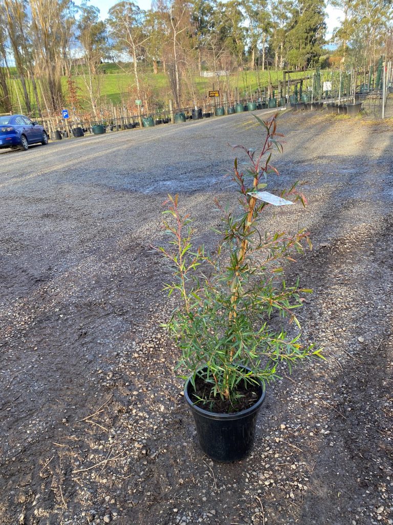 Leptospermum petersonii - Lemon Scented Tea Tree - Blerick Tree Farm