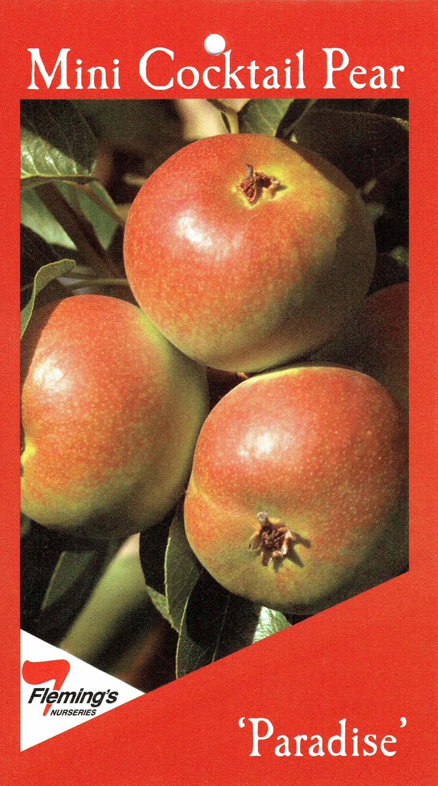 1428px x 2560px - Pear - Paradise Mini Pear - Blerick Tree Farm