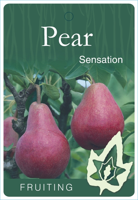 454px x 658px - Pear â€“ Sensation - Blerick Tree Farm