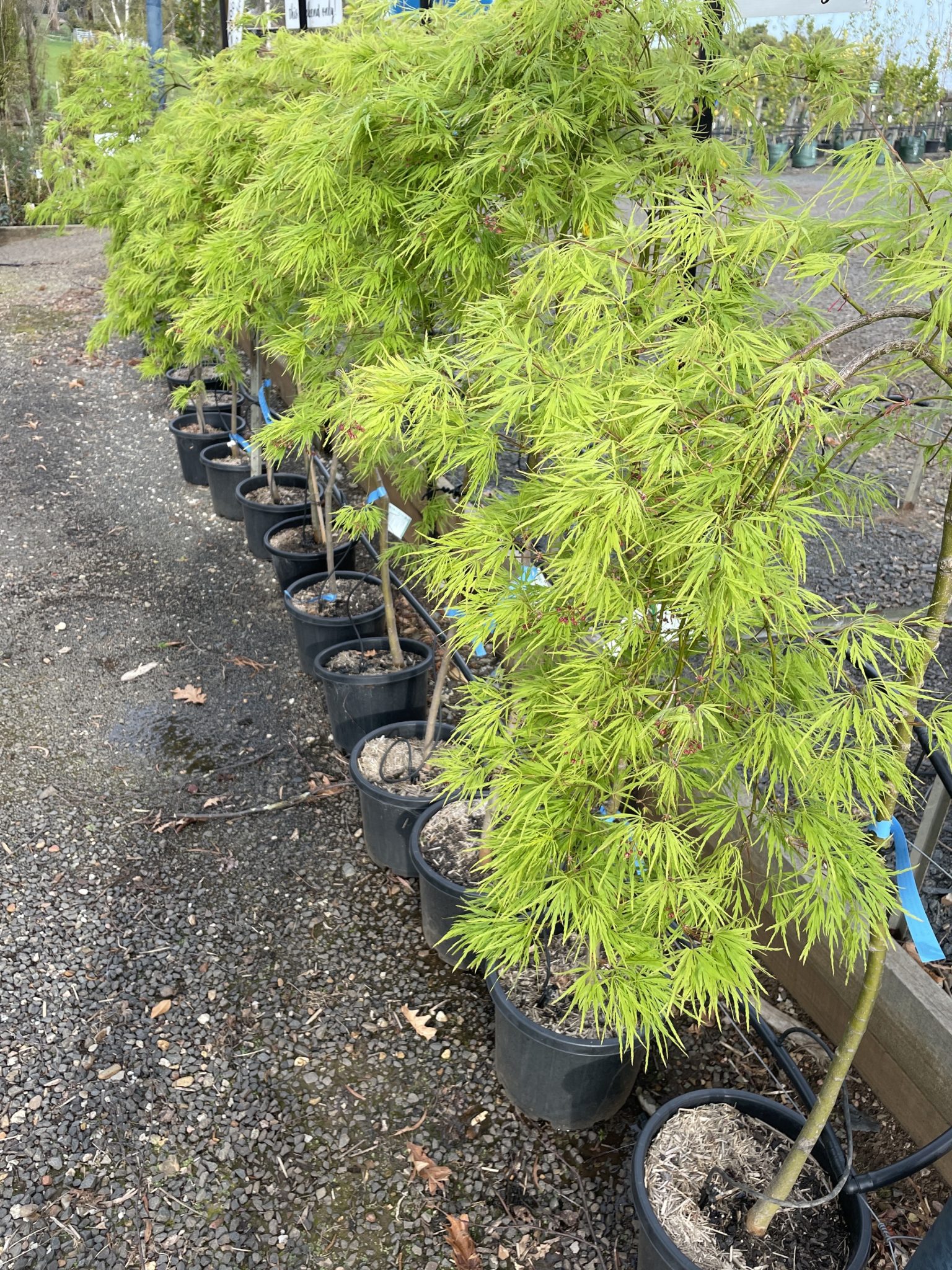 Acer palmatum dissectum - Viridis - Green Weeping Maple - Blerick Tree Farm