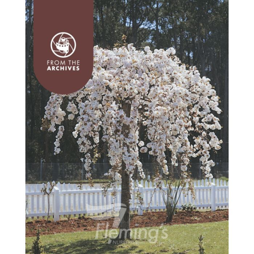 Prunus X Subhirtella Pendula Alba Weeping Cherry Blerick Tree Farm 5644