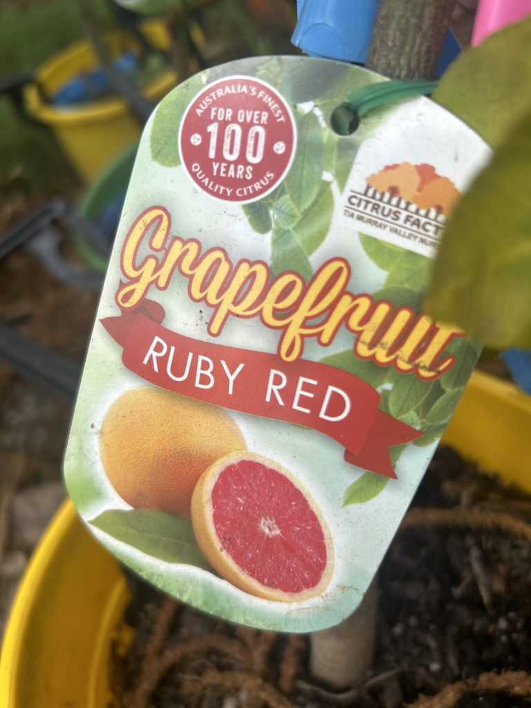 Grapefruit Ruby Red Blerick Tree Farm