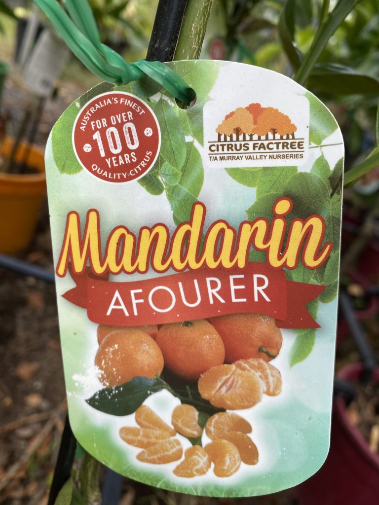 Mandarin Afourer - Blerick Tree Farm