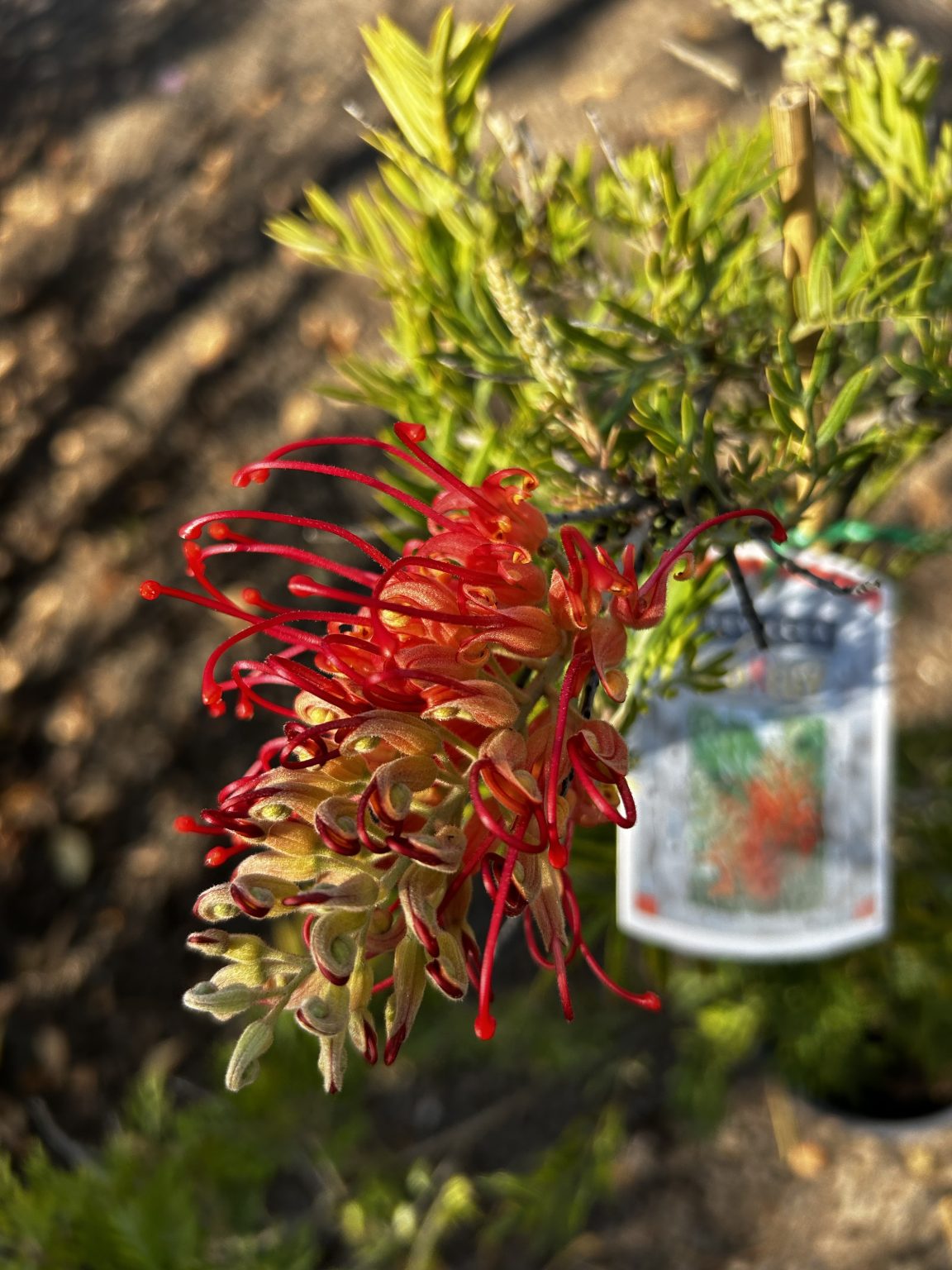 Grevillea 'Ned Kelly' - Blerick Tree Farm