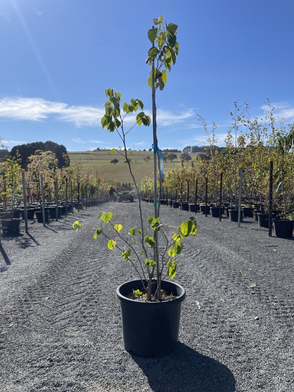 Cercis chinensis - Avondale