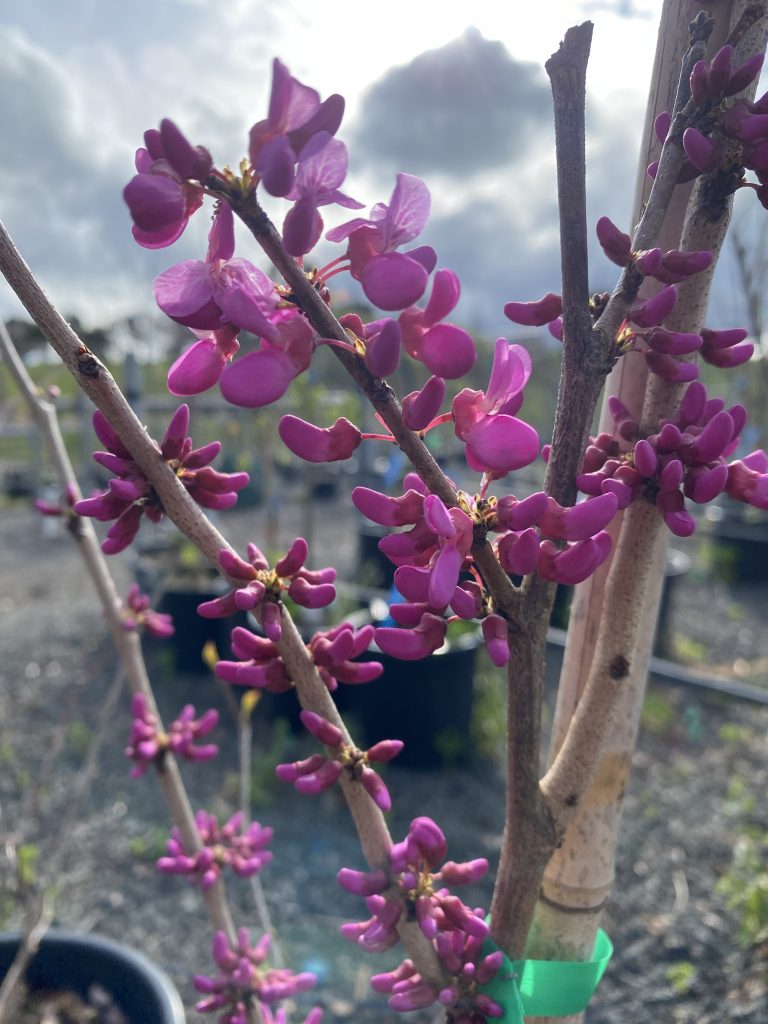 Cercis chinensis - Avondale - Blerick Tree Farm