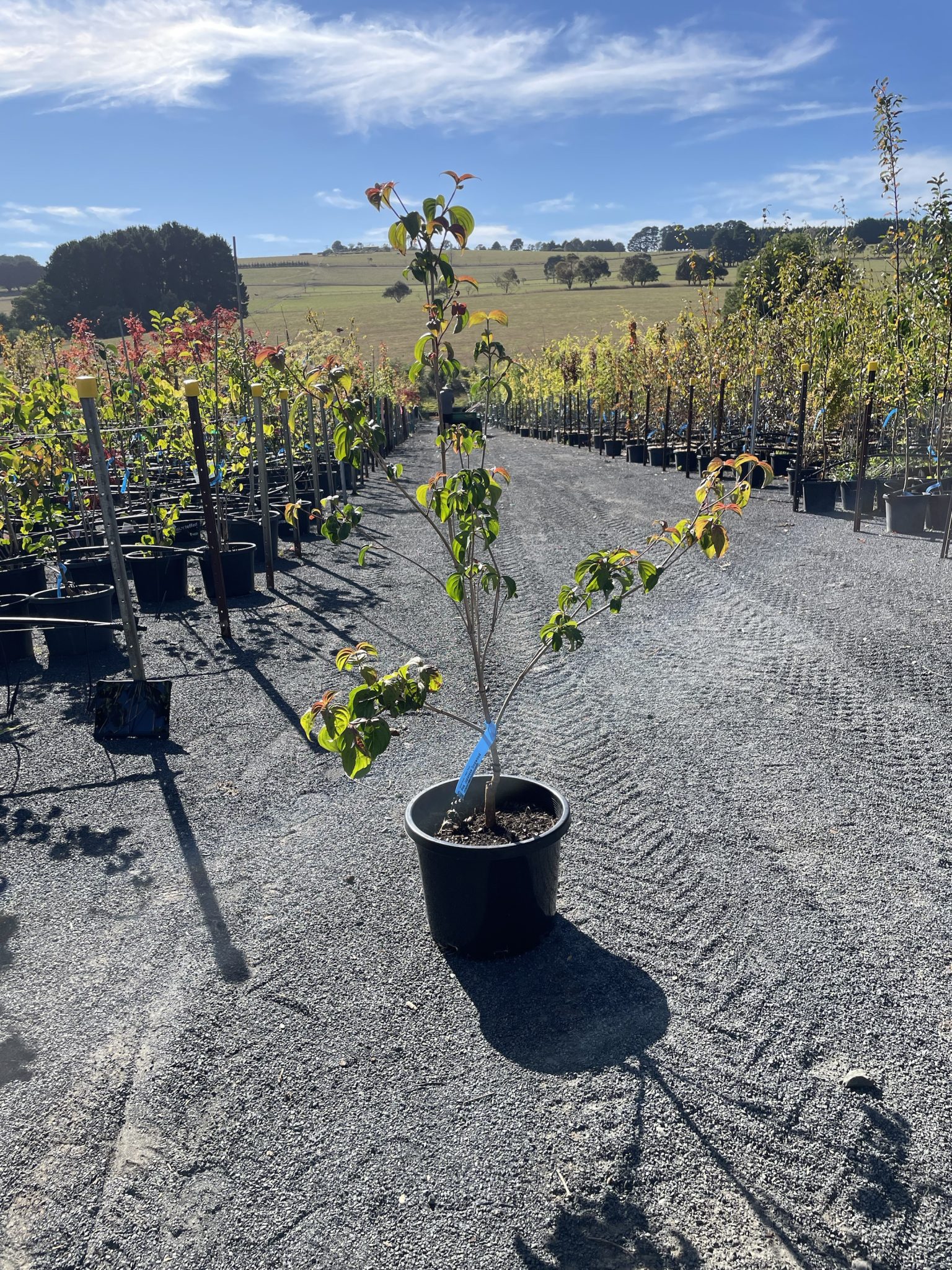 Cornus Kousa ‘Heart Throb’ - Blerick Tree Farm