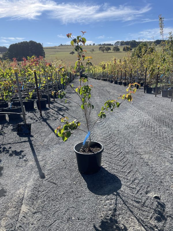 Cornus Kousa ‘Heart Throb’