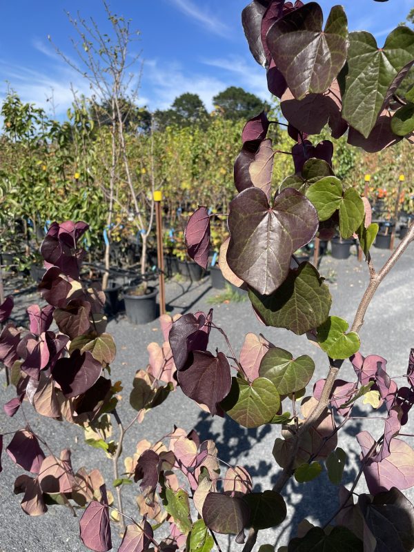 Cercis canadensis ‘Merlot’