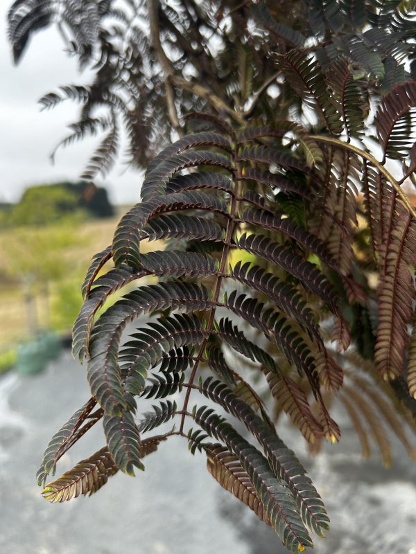 Albizia julibrissin - Chocolate Fountain (Weeping Albizia)