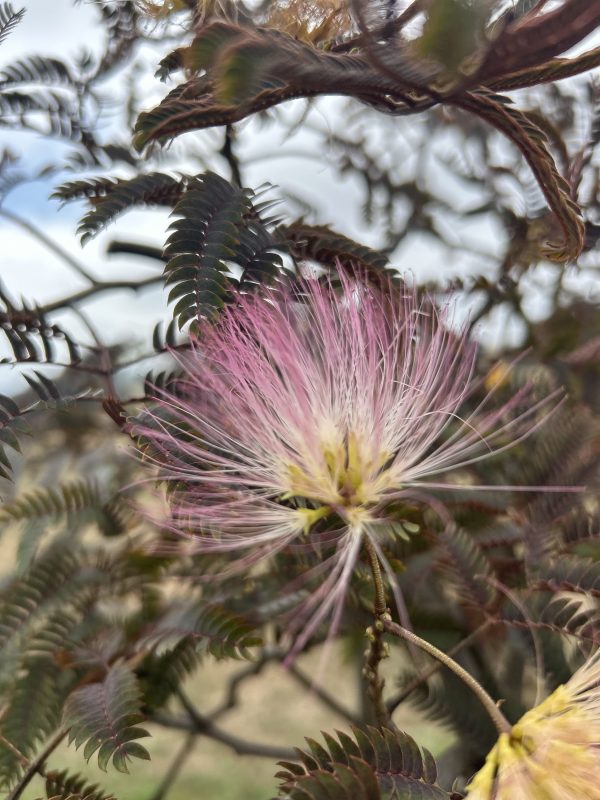 Albizia julibrissin - Chocolate Fountain (Weeping Albizia) - Image 2